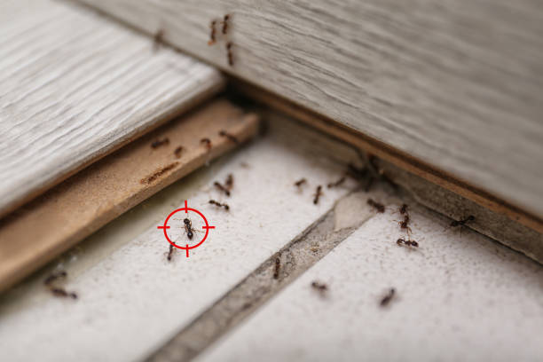Best Pest Removal Services  in Pinehurst, TX
