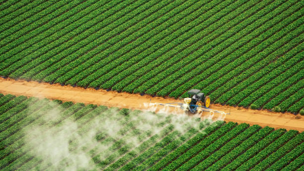 Best Termite Control Services  in Pinehurst, TX
