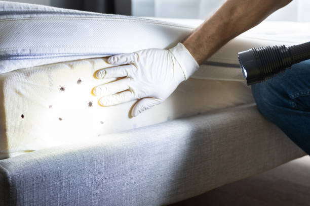 Best Ant Control Services  in Pinehurst, TX